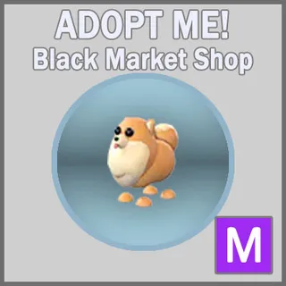 Pomeranian M