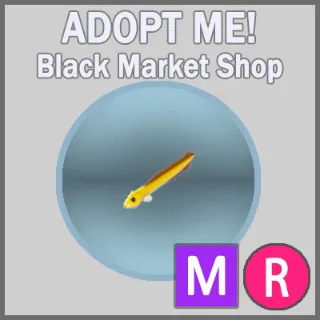 Eel MR