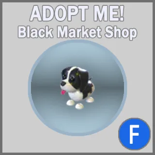 Black Springer Spaniel F