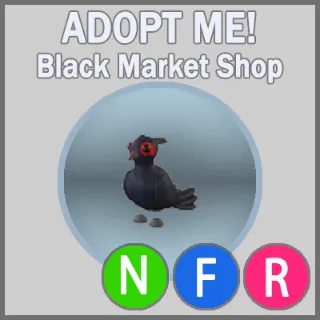 Black-Chested Pheasant NFR