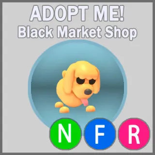 Toy Poodle NFR