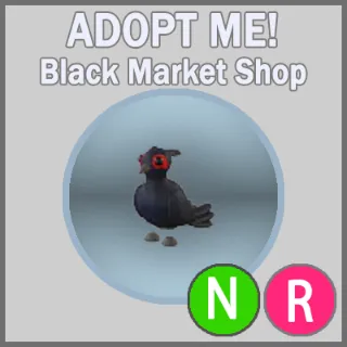 Black-Chested Pheasant NR