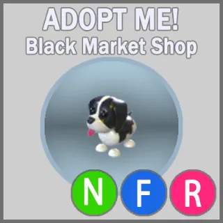 Black Springer Spaniel NFR