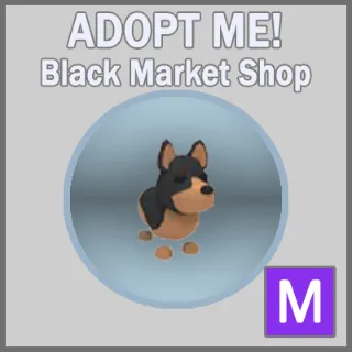 Australian Kelpie M