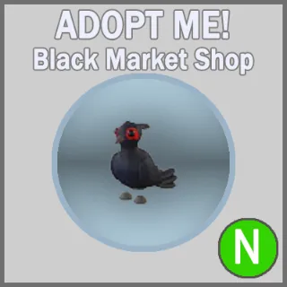 Black-Chested Pheasant N