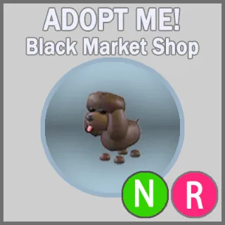 Irish Water Spaniel NR