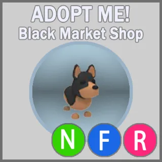 Australian Kelpie NFR