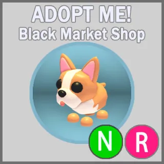 French Bulldog NR