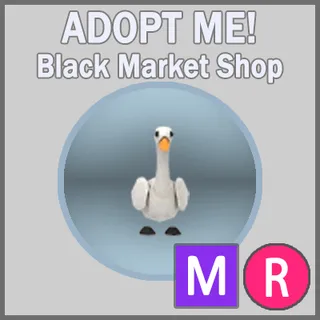 Swan MR