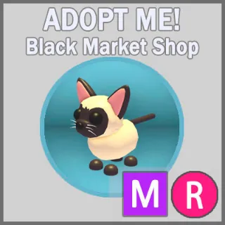 Siamese Cat MR