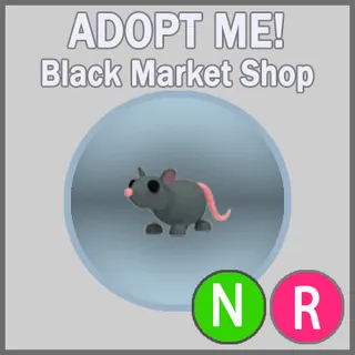 Rat NR