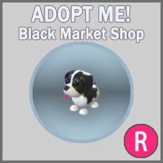 Black Springer Spaniel R x5