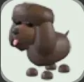 Adopt Me | Irish Water Spaniel