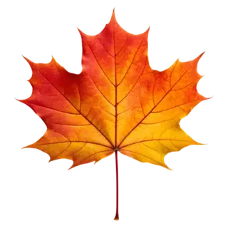 maple leaves 10m