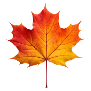 maple leaves 10m