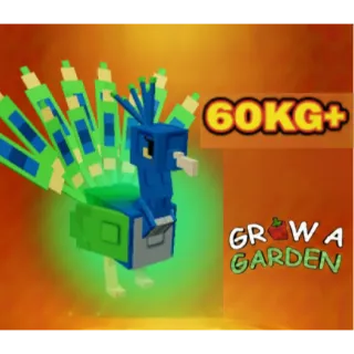 Huge Nightmare Peacock Age 60+kg max