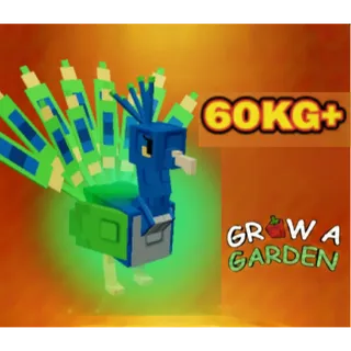 Huge Nightmare Peacock Age 60+kg max