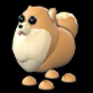 Pomeranian ×16