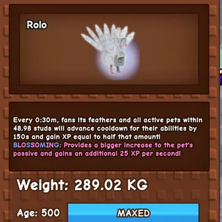 Albino Peacock
