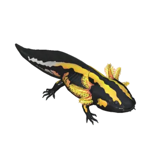 Striped Axolotl 