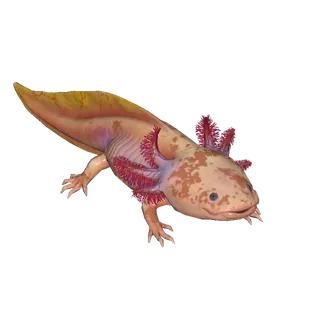 Speckled Axolotl 