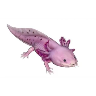 Pink Axolotl