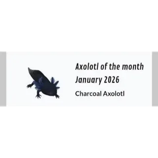 Charcoal Axolotl 