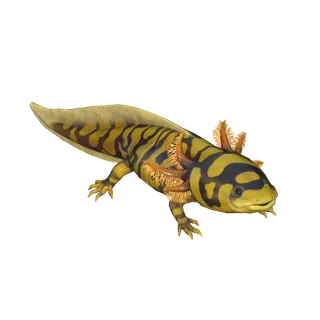 Banded Axolotl 