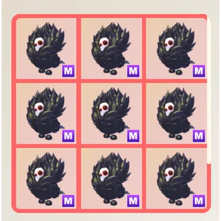 9x Mega jacobin Pigeon