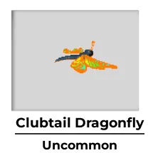 Neon Clubtail Dragonfly