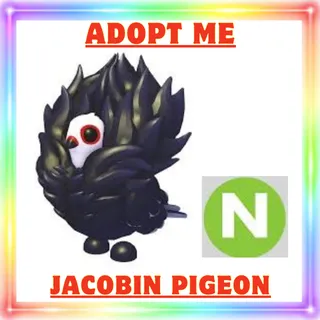 Neon Jacobin Pigeon
