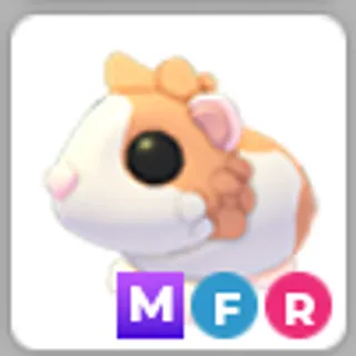 Mega Red Dutch Guinea Pig