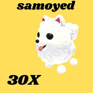 samoyed 30X  - Adopt Me