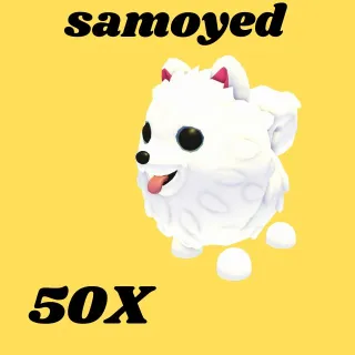 samoyed 50X  - Adopt Me