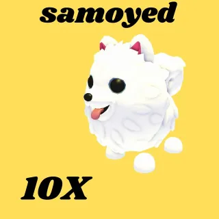 samoyed 10X  - Adopt Me
