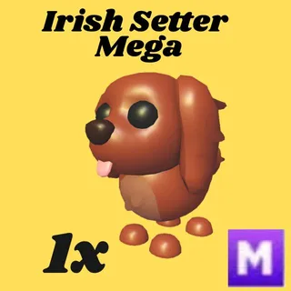 irish setter 1x mega- Adopt Me