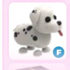 F dalmatian