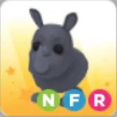 Pet | NFR | Rhino