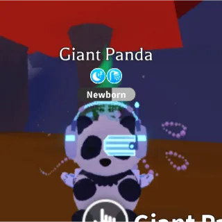 giant panda