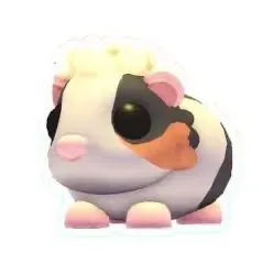 Tortoiseshell Guinea Pig