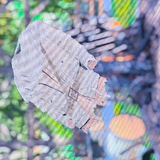 Tattered Field Jacket