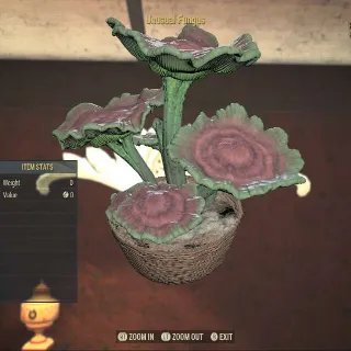 Unusual Fungus