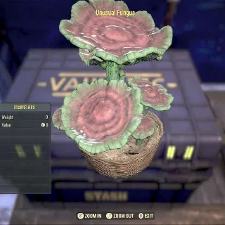 Unusual Fungus