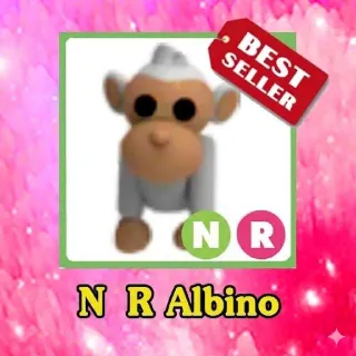 Nr Albino Monkey