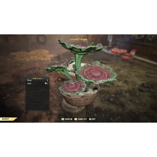 Unusual fungus 