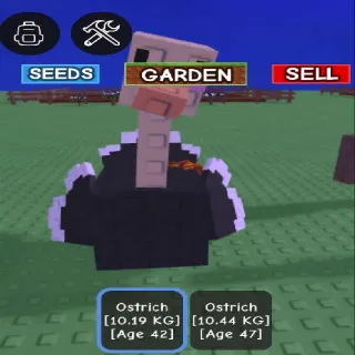 OSTRICH X2 (GOOD SIZE) PHCYA