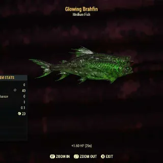 Glowing Brahfin