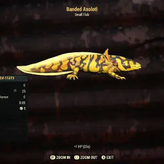 Banded Axolotl