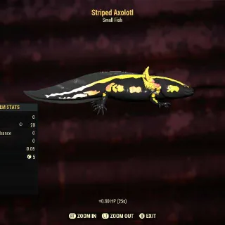 Striped Axolotl