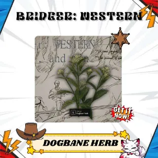 20x Dogbane Herb - Bridger: Western